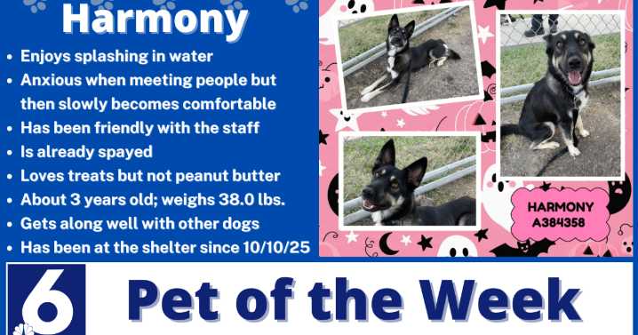 Pet of the Week: Harmony