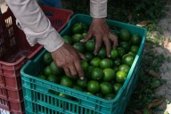 Pierde Huasteca 80% de cítricos