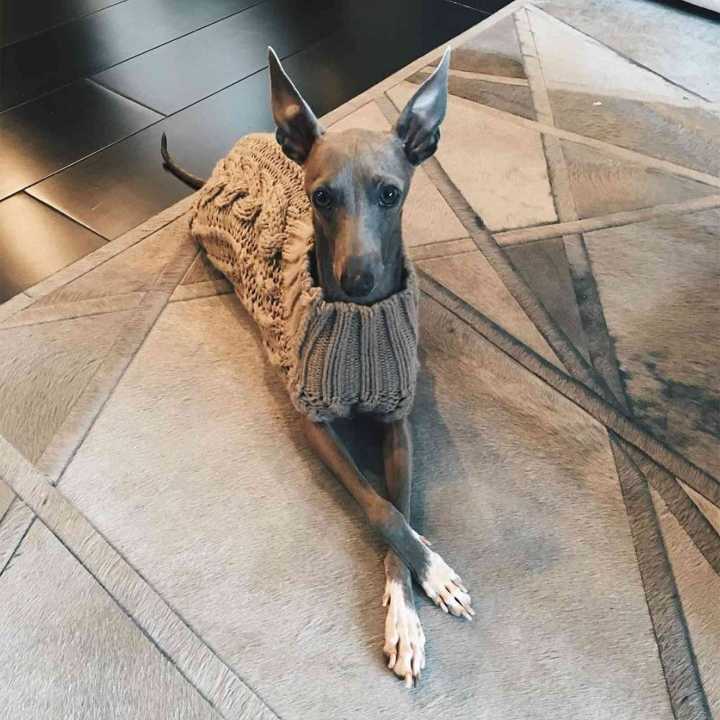 Kylie Jenner's 1st Dog Norman Dies: ‘I Had Never Loved Anything So Much’
