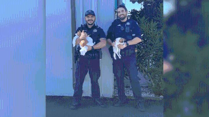 Pets taken in stolen vehicle recovered, returned to owner, police say
