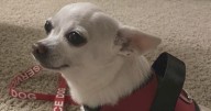 Dallas service dog vanishes while in Rover sitter's care; owner pleads for her return: "She is my everything"
