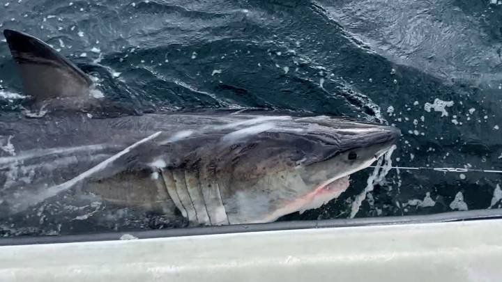 Great white shark Florida tracker OCEARCH gets first season pings