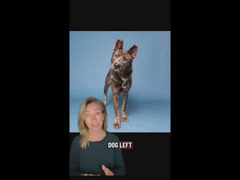 Atlanta saved 64 dogs, let’s save one more