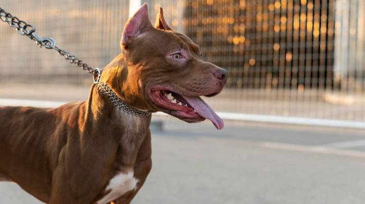 Un nene de 8 años fue atacado por su propio perro pitbull en Jujuy: perdió el labio superior y será operado