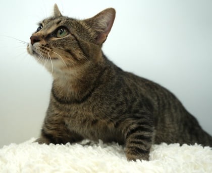 Pet of the Day: Evelynn