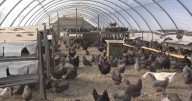 Poultry Farmers stay prepared amidst spike in bird flu cases