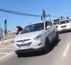 Fiscalía de Coquimbo ordenó diligencias por abigeato de yegua ocurrido en Coquimbo