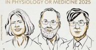 Nobel de Medicina 2025 para Mary E. Brunkow, Fred Ramsdell y Shimon Sakaguchi
