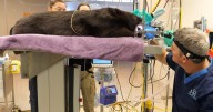 Wombats named Gem and Milo get dental check