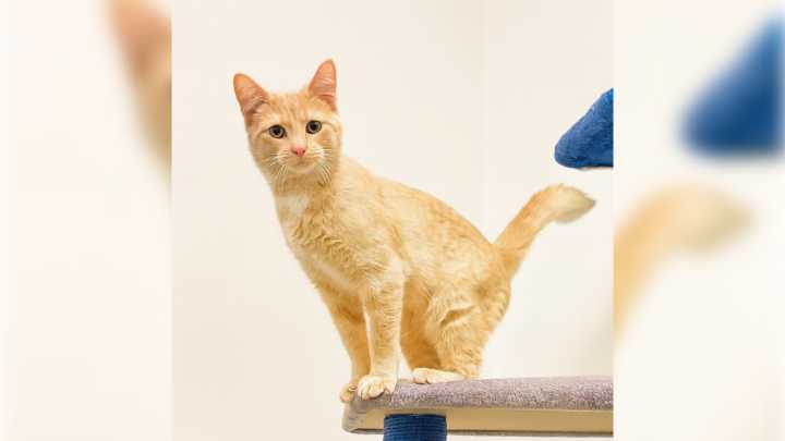 ‘Pause for Pets’: Loki is looking for a new home in Calgary