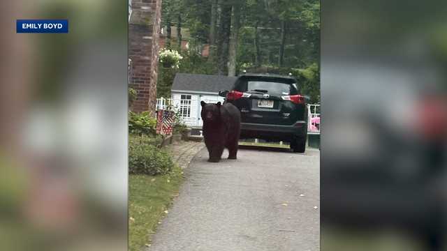 Residents on alert after several farm animals killed by black bear in Mass. town