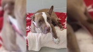 After 1,400 Days In A Tennessee Shelter, Dog Watches Her Friend Get Adopted, Then Gets The Surprise Of Her Life