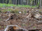 Avanza proyecto de ley para frenar producción de carne en zonas deforestadas