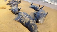 ¿Delfines y otros cetáceos acaban varando en la orilla por una especie de enfermedad de Alzheimer?