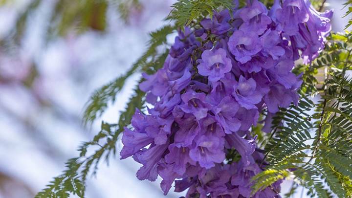 Cómo cultivar un jacarandá en octubre para tener el jardín lleno de hermosas flores lila