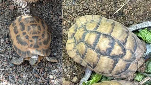 Critically endangered tortoises stolen from Indiana zoo found safe in park