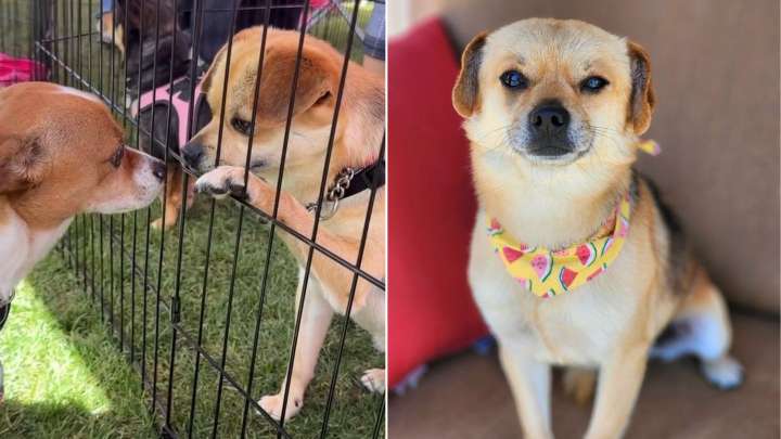 California Rescuers Give Hope And A New Life To Dog Left Homeless After Eviction