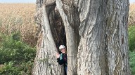 Cottonwood leaves create a lovely Iowa symphony