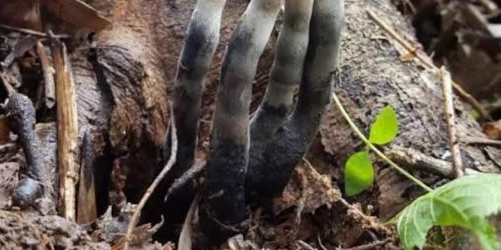 FIRST ALERT WEATHER: Mother Nature’s Halloween decorations appear