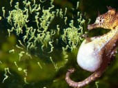 El fabuloso momento en que un caballito de mar macho da a luz