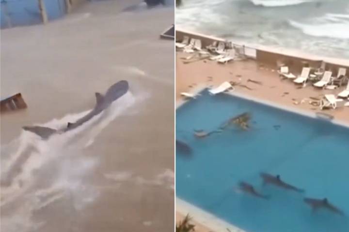 Fake Hurricane Videos of AI-Generated Sharks Are Flooding Social Media: How to Spot Them
