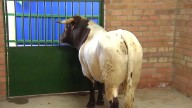 Agricultura suspende la presencia de ganado en ferias, concursos o romerías More