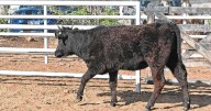 Ganadería bovina en Neuquén: “La idea es exportar genética y carne de Wagyu”