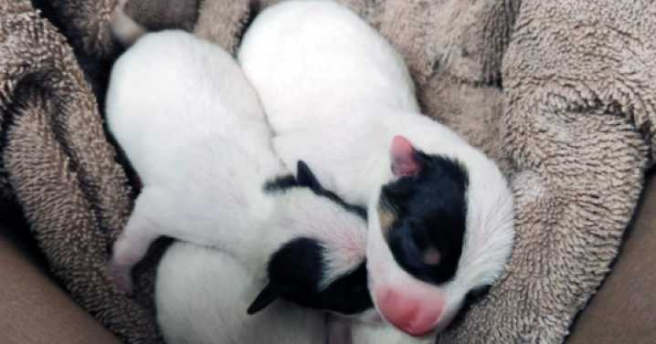Good Samaritan saves newborn puppies found abandoned along Belcamp walking trail