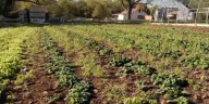 Garden Spot: Lettuce, radishes, & spinach thriving in the garden