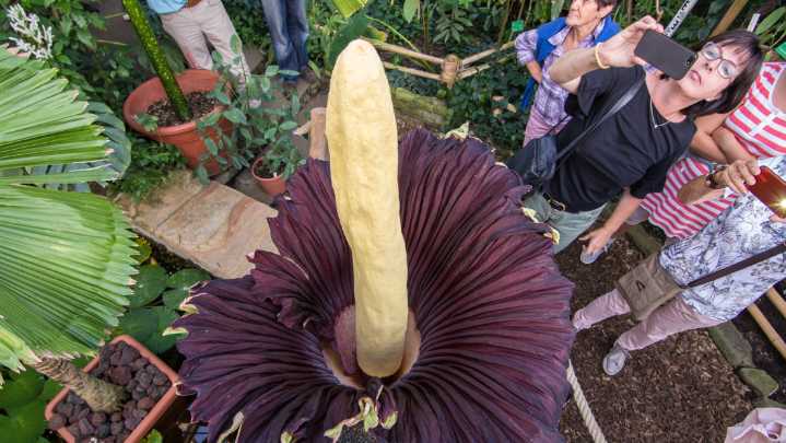 Desaparece la increíble flor gigante que conquista por su aroma inigualable