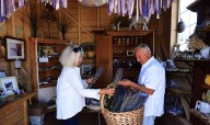 ‘Absolutely wonderful’: Petaluma lavender farm brings joy to growers, visitors alike