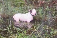 Animal Cruelty Charges Dropped Against Fla. Man Accused of Abandoning Dog During Hurricane Evacuations