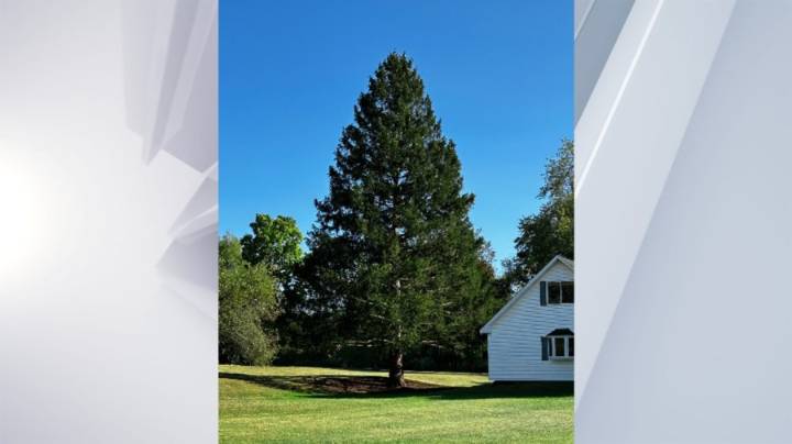 2025 Rockefeller Center Christmas Tree chosen from East Greenbush
