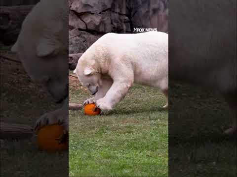 PUMPKIN PARTY: Polar bears enjoy Halloween-themed snack #halloween #shorts #usa #cute #animals