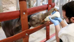 Baby elephant thriving after difficult birth
