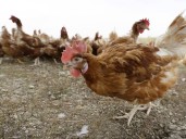 Alberta shutters Calgary petting zoo where nine cases of avian flu detected in poultry