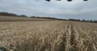 'It's all up to Mother Nature' | Corn farmers dealing with lower yields, wet produce this harvest