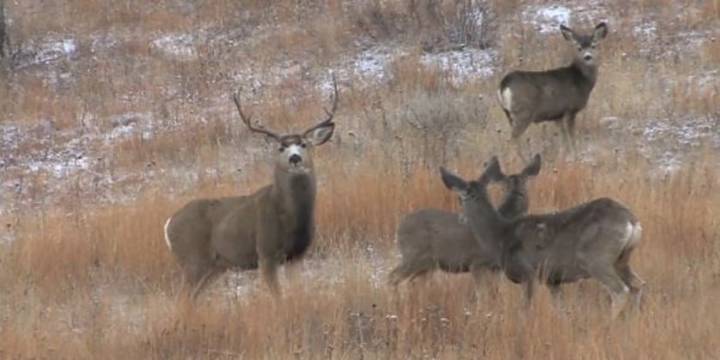 Option for deer license refunds due to EHD