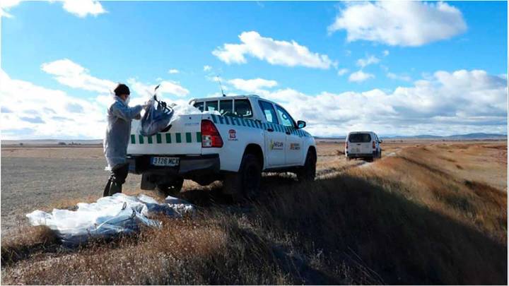 Primeros casos de gripe aviar en el Bajo Aragón: muertas una cigüeña y una gaviota en Alcañiz
