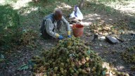 Kashmir: The ‘Royal Nut’ Harvest