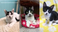 What has 19 legs and 121 toes? Rancho Coastal Humane Society has the answer