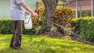 The Worst Time To Use Pre-Emergent For Winter Weed Control