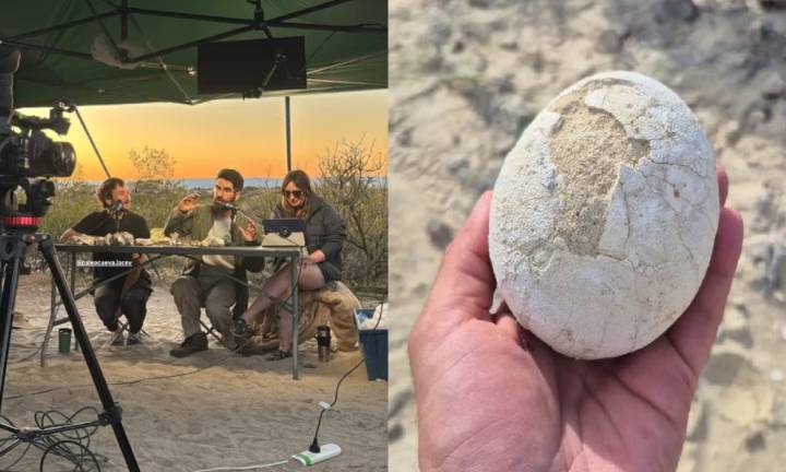 Streaming del Conicet: encontraron un huevo de dinosaurio carnívoro en la Patagonia