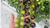 These could be the first GM fruits and vegetables that you eat