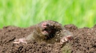 The Simple Addition That Can Help Keep Moles Away From Your Yard Naturally