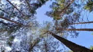 La policía desaloja finalmente a una 'tribu africana' de tres personas de un bosque de Escocia