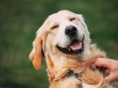 Cómo saber si tu perro está feliz: las señales que lo demuestran
