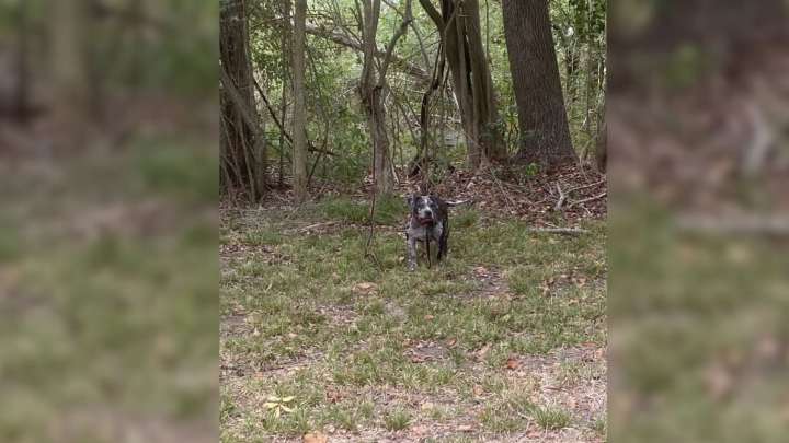 Texas Dog Abandoned In Woods Beside Cemetery Waits In Fear For Someone To Save Her