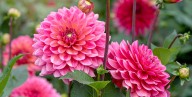 Do I Really Need to Dig Up My Dahlia Tubers in the Fall?