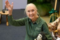 Leonardo DiCaprio, Jane Fonda and More Pay Tribute to Jane Goodall